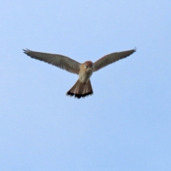 Falco cenchroides (Nankeen Kestrel) at Tuggeranong Homestead - 18 May 2022 by RodDeb