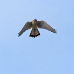 Falco cenchroides at Isabella Plains, ACT - 18 May 2022 12:47 PM