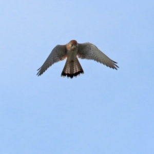 Falco cenchroides at Isabella Plains, ACT - 18 May 2022 12:47 PM