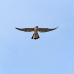 Falco cenchroides at Isabella Plains, ACT - 18 May 2022 12:47 PM