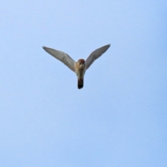 Falco cenchroides at Isabella Plains, ACT - 18 May 2022