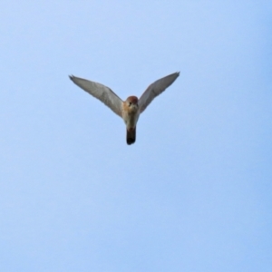 Falco cenchroides at Isabella Plains, ACT - 18 May 2022