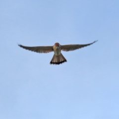 Falco cenchroides at Isabella Plains, ACT - 18 May 2022