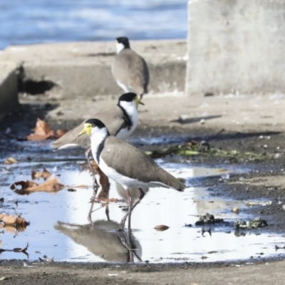 Vanellus miles (Masked Lapwing) at Belconnen, ACT - 18 May 2022 by AlisonMilton
