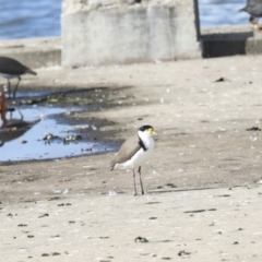 Vanellus miles at Belconnen, ACT - 18 May 2022 01:03 PM