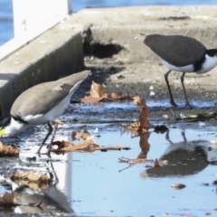 Vanellus miles at Belconnen, ACT - 18 May 2022 01:03 PM