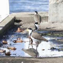 Vanellus miles at Belconnen, ACT - 18 May 2022 01:03 PM