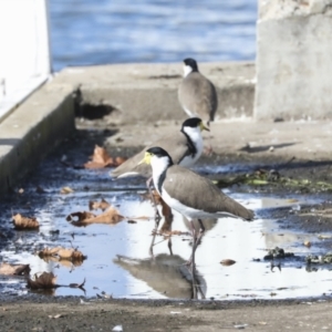 Vanellus miles at Belconnen, ACT - 18 May 2022 01:03 PM