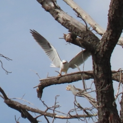 Elanus axillaris (Black-shouldered Kite) at Tuggeranong Homestead - 18 May 2022 by RodDeb