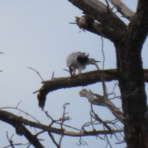 Elanus axillaris at Richardson, ACT - 18 May 2022