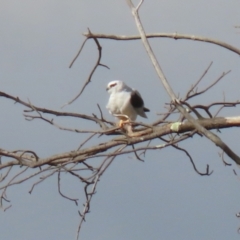 Elanus axillaris at Richardson, ACT - 18 May 2022