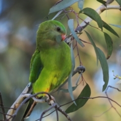 Polytelis swainsonii (Superb Parrot) at Kambah, ACT - 18 May 2022 by Harrisi