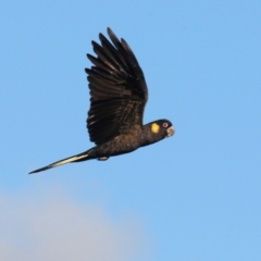 Zanda funerea (Yellow-tailed Black-Cockatoo) at Fyshwick, ACT - 16 May 2022 by Harrisi