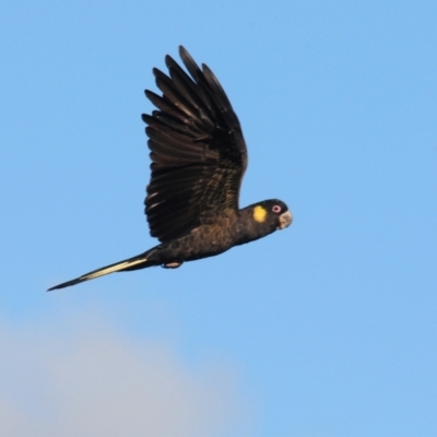 Zanda funerea (Yellow-tailed Black-Cockatoo) at Fyshwick, ACT - 16 May 2022 by Harrisi
