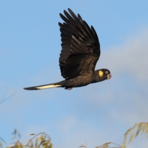 Zanda funerea at Fyshwick, ACT - 16 May 2022