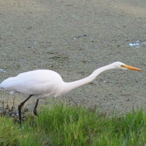 Ardea alba at Fyshwick, ACT - 16 May 2022