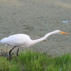 Ardea alba (Great Egret) at Jerrabomberra Wetlands - 15 May 2022 by Harrisi