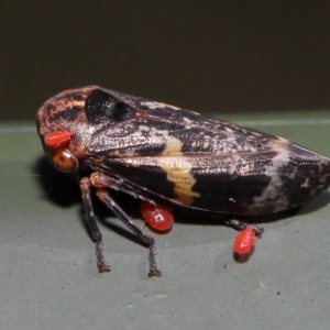 Unidentified Leafhopper & planthopper (Hemiptera, several families) (TBC) at suppressed by TimL