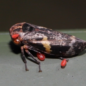 Eurymeloides punctata at Cotter River, ACT - 17 May 2022