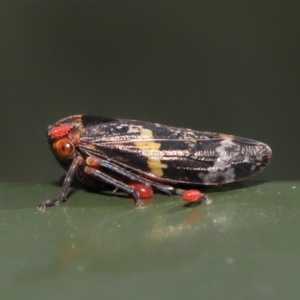 Eurymeloides punctata at Cotter River, ACT - 17 May 2022