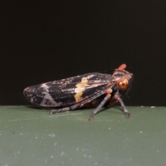 Eurymeloides punctata at Cotter River, ACT - 17 May 2022