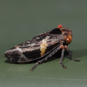 Eurymeloides punctata at Cotter River, ACT - 17 May 2022