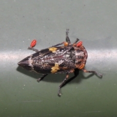 Eurymeloides punctata at Cotter River, ACT - 17 May 2022