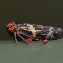 Acari (informal subclass) (Unidentified mite) at Namadgi National Park - 17 May 2022 by TimL