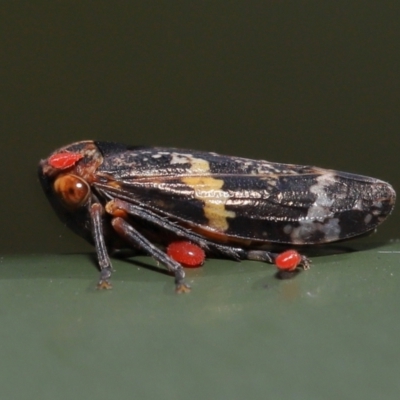 Acari (informal subclass) (Unidentified mite) at Namadgi National Park - 17 May 2022 by TimL