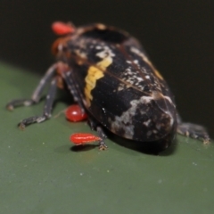 Acari (informal subclass) at Cotter River, ACT - 17 May 2022