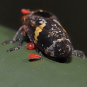 Acari (informal subclass) at Cotter River, ACT - 17 May 2022