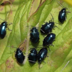 Altica sp. (genus) (Flea beetle) at ANBG - 13 May 2022 by TimL