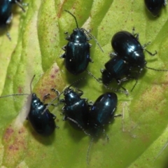 Altica sp. (genus) at Acton, ACT - 13 May 2022