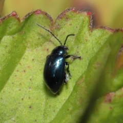 Altica sp. (genus) at Acton, ACT - 13 May 2022