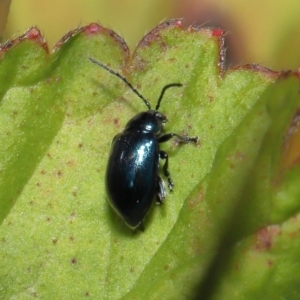 Altica sp. (genus) at Acton, ACT - 13 May 2022