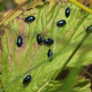 Altica sp. (genus) at Acton, ACT - 13 May 2022