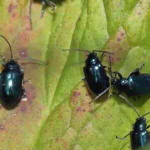 Altica sp. (genus) at Acton, ACT - 13 May 2022