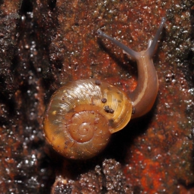 Austrorhytida capillacea (Common Southern Carnivorous Snail) at Acton, ACT - 13 May 2022 by TimL