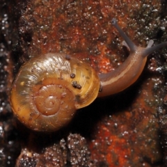 Austrorhytida capillacea at Acton, ACT - 13 May 2022