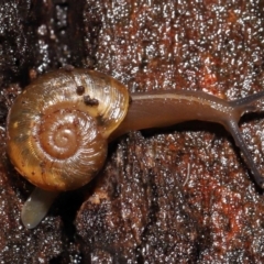 Austrorhytida capillacea at Acton, ACT - 13 May 2022