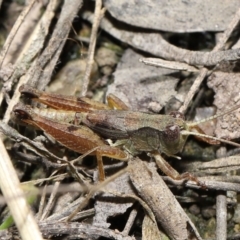 Phaulacridium vittatum (Wingless Grasshopper) at Mount Clear, ACT - 3 May 2022 by TimL