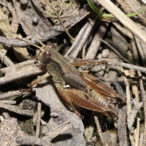 Phaulacridium vittatum at Mount Clear, ACT - 3 May 2022