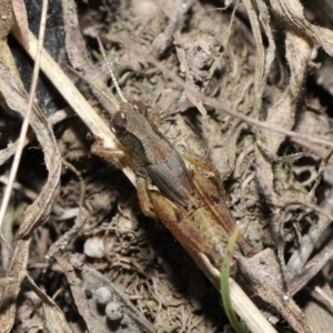 Phaulacridium vittatum at Mount Clear, ACT - 3 May 2022