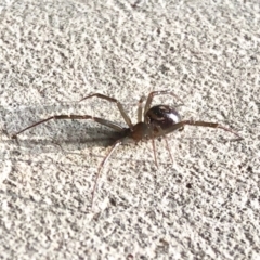 Steatoda capensis (South African cupboard spider) at Aranda, ACT - 19 May 2022 by KMcCue