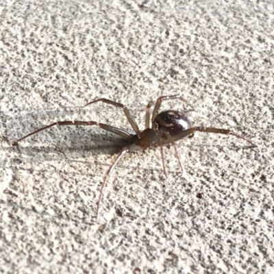 Steatoda capensis (South African cupboard spider) at Aranda, ACT - 19 May 2022 by KMcCue