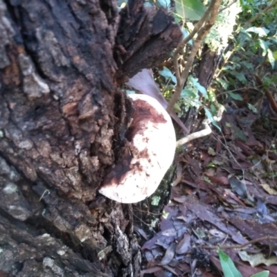 Unidentified Pored or somewhat maze-like on underside [bracket polypores] at Bodalla State Forest - 16 May 2022 by mahargiani