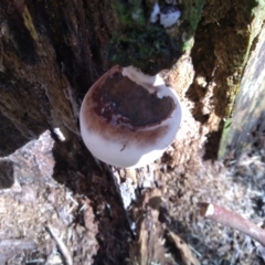 Unidentified Pored or somewhat maze-like on underside [bracket polypores] at Bodalla, NSW - 16 May 2022 by mahargiani