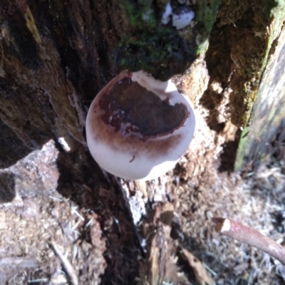 Unverified Pored or somewhat maze-like on underside [bracket polypores] at Bodalla, NSW - 16 May 2022 by mahargiani