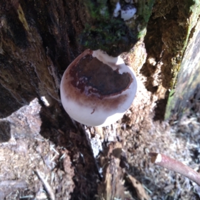 Unidentified Pored or somewhat maze-like on underside [bracket polypores] at Bodalla State Forest - 16 May 2022 by mahargiani