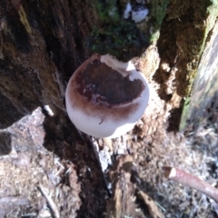 Unidentified Pored or somewhat maze-like on underside [bracket polypores] (TBC) at Bodalla, NSW - 16 May 2022 by mahargiani